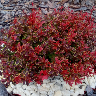 Барбарис тунберга Эдмирэйшн Барбарис тунберга Эдмирэйшн фото