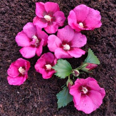 Гибискус сирийский Флауэр Тауэр Руби Гибискус сирийский Флауэр Тауэр Руби - Dolina-Sad.Ru