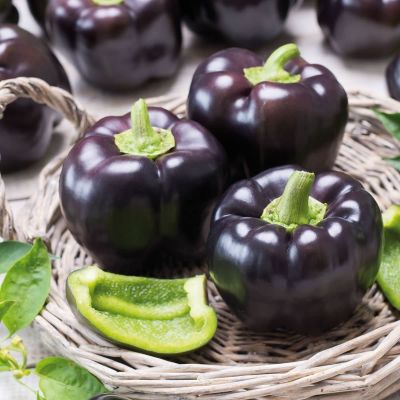 Перец Пурпурный колокол Перец Пурпурный колокол фото