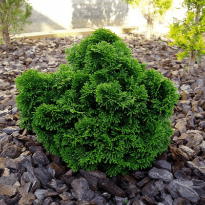 Кипарисовик туполистный Мероке Кипарисовик туполистный Мероке фото