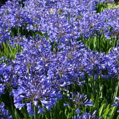 Агапантус Хедберн Гибридс Агапантус Хедберн Гибридс - Dolina-Sad.Ru