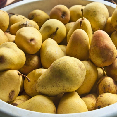 Груша Желтая Летняя Груша Желтая Летняя - Dolina-Sad.Ru