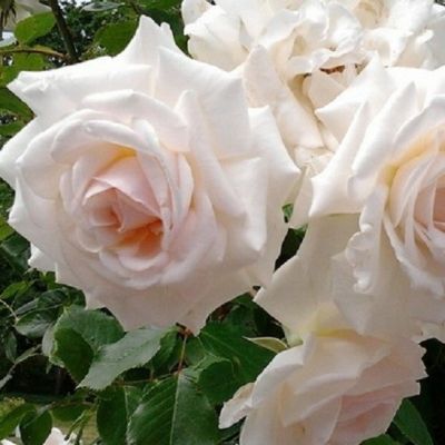 Роза Шванензее Роза Шванензее - Dolina-Sad.Ru