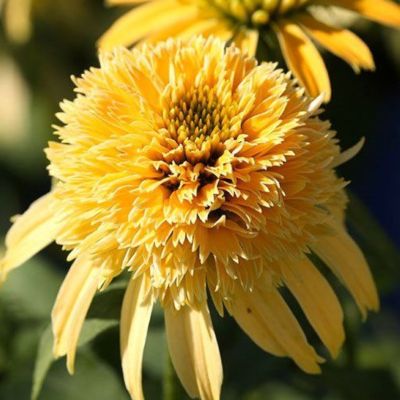 Эхинацея Дабл Скуп Лемон Крим - Dolina-Sad.Ru