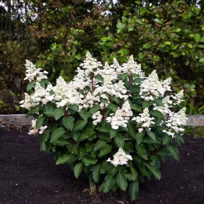 Гортензия метельчатая Инфинити, С3 Гортензия метельчатая Инфинити, С3 - Dolina-Sad.Ru