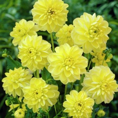 Георгина Глори оф Химстед - Dolina-Sad.Ru