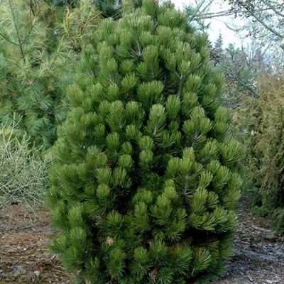 Сосна Белокорая Сателит фото