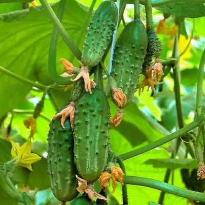 Огурец Малыш Н13 Огурец Малыш Н13 фото