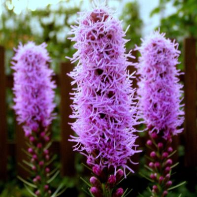 Лиатрис колосковый Кобольд , P11 Лиатрис колосковый Кобольд , P11 фото