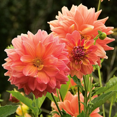 Георгина Эйс Саммер Сансет Георгина Эйс Саммер Сансет фото