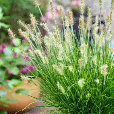 Пеннисетум лисохвостный Тайни Твинглер Пеннисетум лисохвостный Тайни Твинглер - Dolina-Sad.Ru