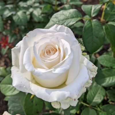 Роза Прауд в горшке - Dolina-Sad.Ru