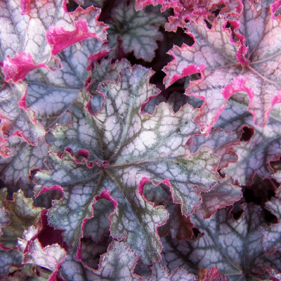 Гейхера Кан Кан Гейхера Кан Кан фото