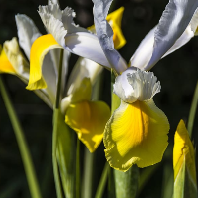 Ирис Еллоу Уайт Ирис Еллоу Уайт фото