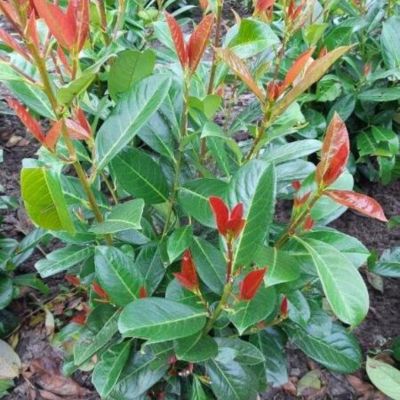 Лавровишня Он Фаер Лавровишня Он Фаер - Dolina-Sad.Ru