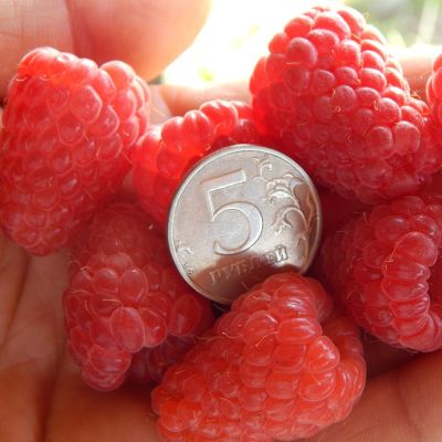 Малина Феномен/Летняя Малина Феномен/Летняя - Dolina-Sad.Ru