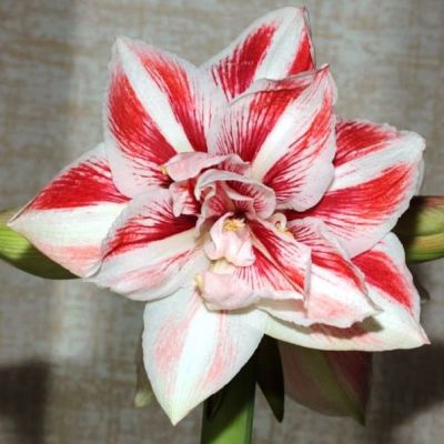 Амариллис Яркая нимфа Амариллис Яркая нимфа фото