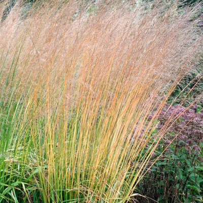 Молиния тростниковая Карл Форстер Молиния тростниковая Карл Форстер фото