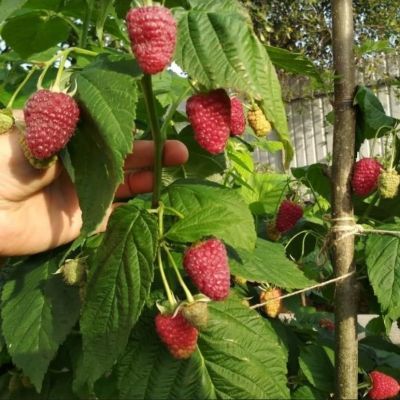 Малиновое Дерево Канадское, C3 (2 года) Малиновое Дерево Канадское, C3 (2 года) - Dolina-Sad.Ru