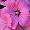 Лаватера Розовая магия фото