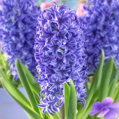 Гиацинт Блю Трофи Гиацинт Блю Трофи - Dolina-Sad.Ru