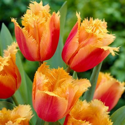 Тюльпан Ламбада Тюльпан Ламбада фото