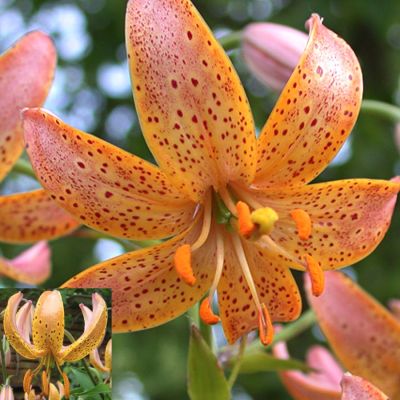 Лилия Террэйс Сити Лилия Террэйс Сити - Dolina-Sad.Ru