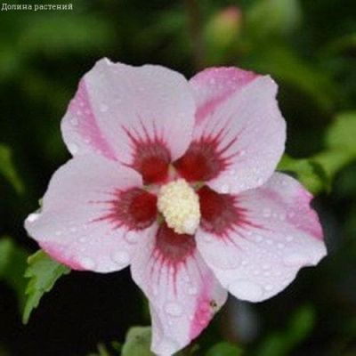 Гибискус сирийский Матильда Гибискус сирийский Матильда фото