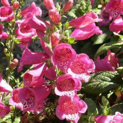 Наперстянка Виртуозо Ред Наперстянка Виртуозо Ред - Dolina-Sad.Ru