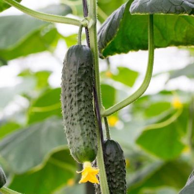 Огурец Адам F1 корнишон (Голландия) Огурец Адам F1 корнишон (Голландия) фото