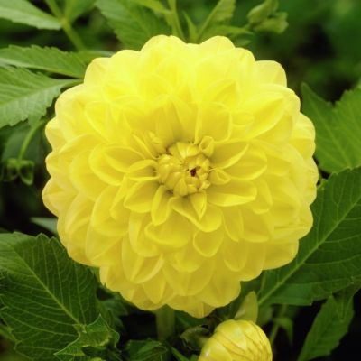 Георгина Глори оф Химстед - Dolina-Sad.Ru