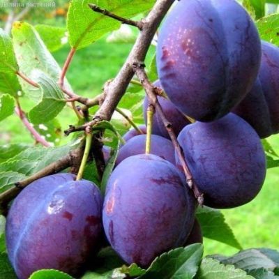 Слива Венгерка Белорусская Слива Венгерка Белорусская фото