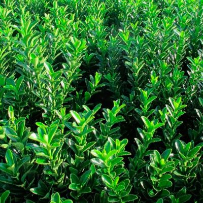 Бересклет японский Джон Хьюз Бересклет японский Джон Хьюз - Dolina-Sad.Ru