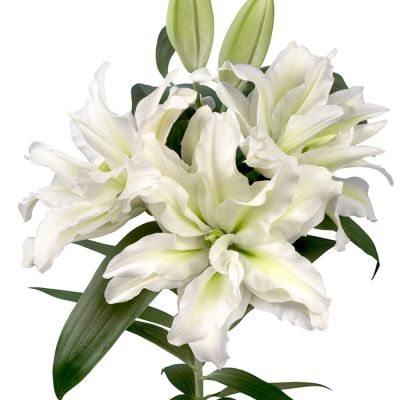 Лилия Роузлили Аиша Лилия Роузлили Аиша - Dolina-Sad.Ru