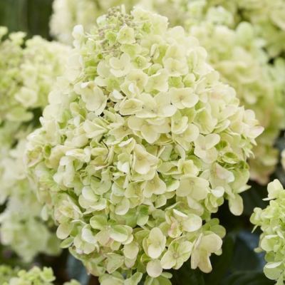 Гортензия метельчатая Би Хеппи, С2 Гортензия метельчатая Би Хеппи, С2 - Dolina-Sad.Ru