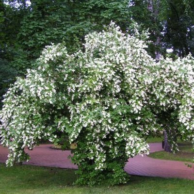 Чубушник Жирандоль Чубушник Жирандоль фото