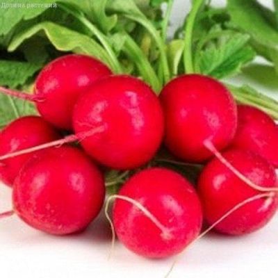 Редис Родос фото