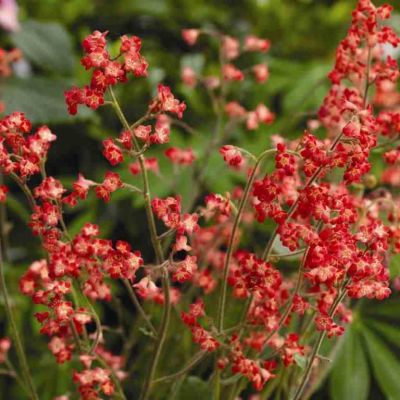 Хеухера (Гейхера) Карминно-красная фото