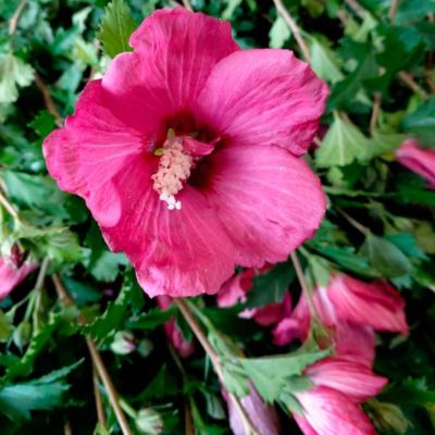 Гибискус сирийский Флауэр Тауэр Руби Гибискус сирийский Флауэр Тауэр Руби - Dolina-Sad.Ru