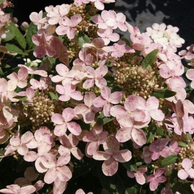 Гортензия метельчатая Полестар, С3 Гортензия метельчатая Полестар, С3 - Dolina-Sad.Ru