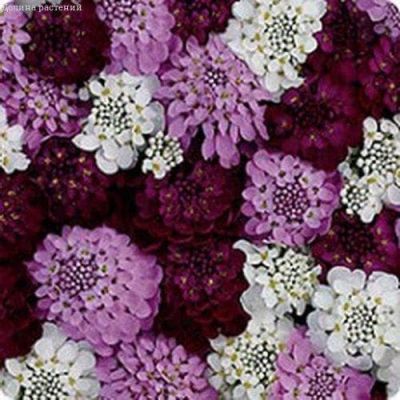 Иберис зонтичный Ежевичные меренги Иберис зонтичный Ежевичные меренги фото