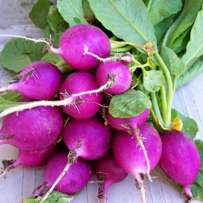Редис Аметист автор. фото