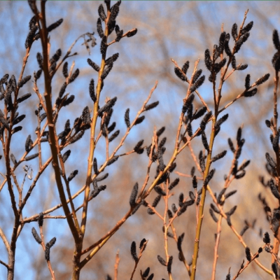 Ива тонкостолбиковая Меланостахис фото