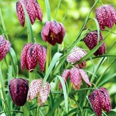 Рябчик Мелиагрис Микс Рябчик Мелиагрис Микс фото