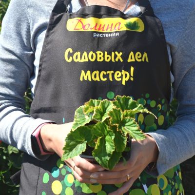 Бегония Голден Белкони Бегония Голден Белкони фото