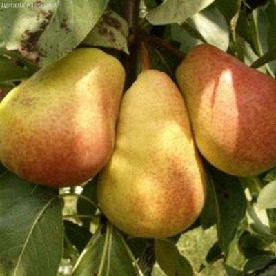 Груша Россошанская/Осенняя Груша Россошанская/Осенняя фото