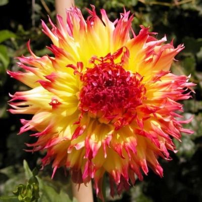 Георгина Пайнлендс Пэм Георгина Пайнлендс Пэм фото