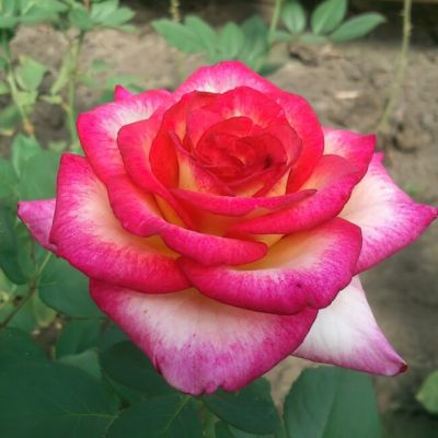 Роза Амазонка - Dolina-Sad.Ru