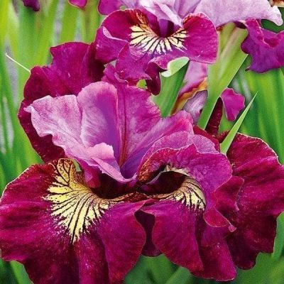 Ирис Мисс Эпл Ирис Мисс Эпл фото