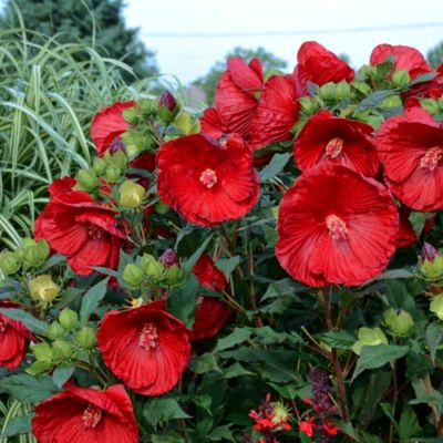 Гибискус Кренберри Краш Гибискус Кренберри Краш - Dolina-Sad.Ru